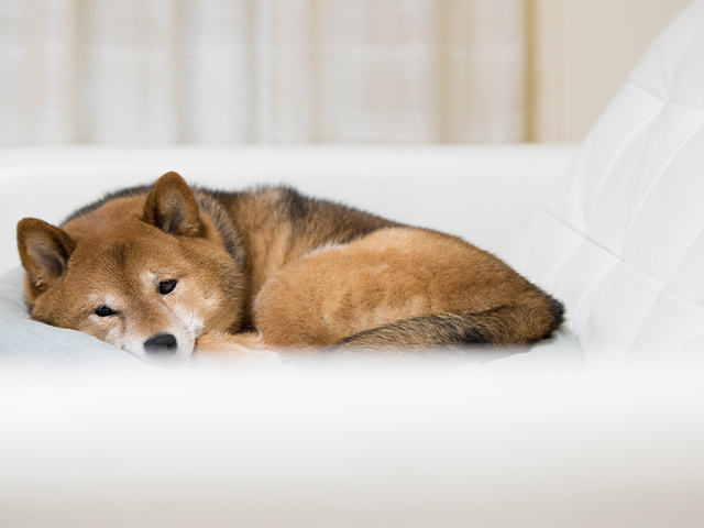 寝そべる犬
