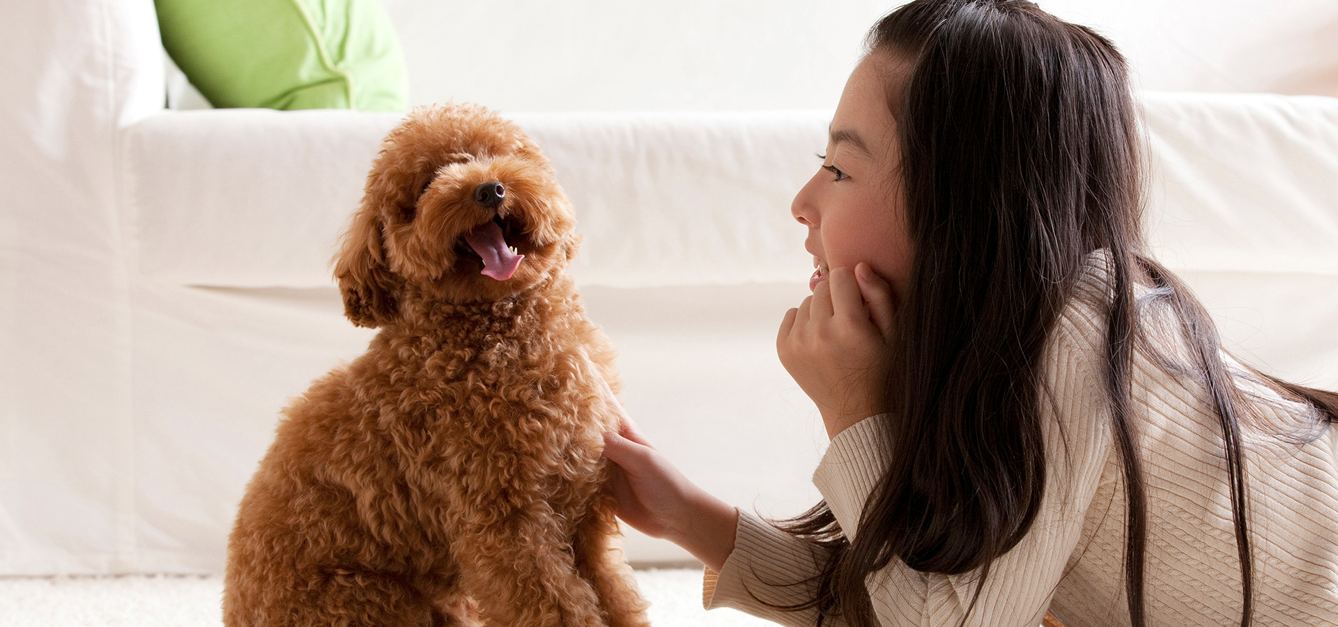 犬の美容室もふもふ